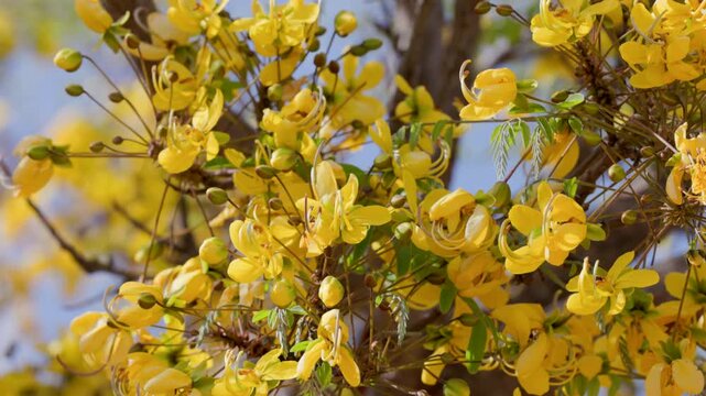a wide shot of yellow sjambok flowers on a tree at kruger national park of south africa