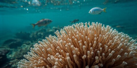 Close up of coral reef with fish swimming in the background in clear turquoise water environment view