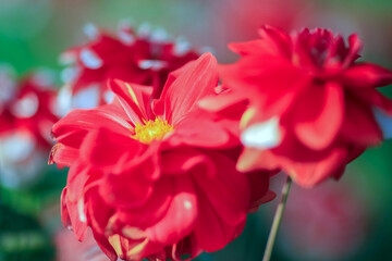 Autumn blooming plant Dahlia