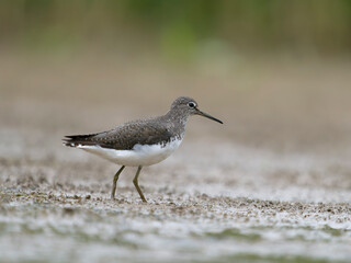 Green sandpiper, Tringa ochropus