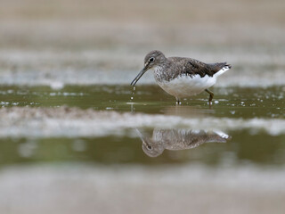 Green sandpiper, Tringa ochropus