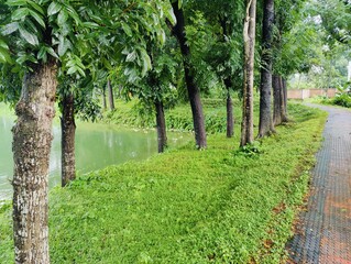 beautiful tropical garden with green trees .beautiful view of the park