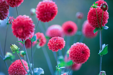 Autumn blooming plant Dahlia