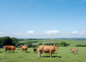 brown cows and calves in south cornwall meadow under blue summer sky