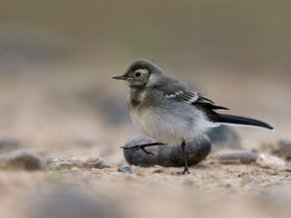 Pied wagtail, Motacilla alba