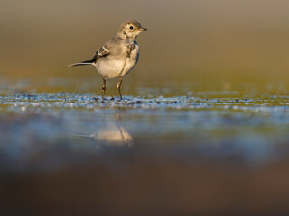 Pied wagtail, Motacilla alba
