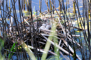 Eggs of a black fulica atra duck in a straw nest at the pond