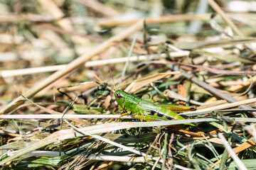 Macro of a green grasshopper in the straw