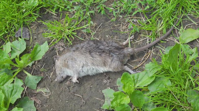 the rat was poisoned, dead rat lying on the ground in the garden
