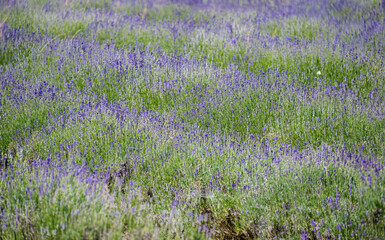 Lavender field with purple flowers and green stems and leaves