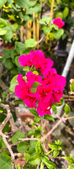 tropical flower on the tree