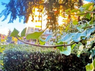 Naklejka premium Leaves in colorful light.