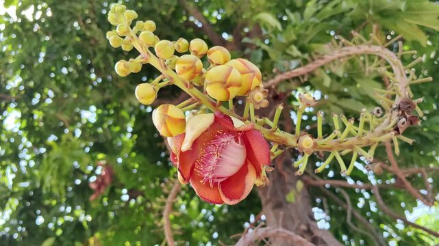Cannonball tree, deciduous tree. Close-up, slow motion. Beautiful tropical flower with yellow and red petals is hanging from tree branch. Flower is surrounded by green leaves. Close-up, slow motion