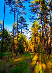 Wild forest at sunny day.