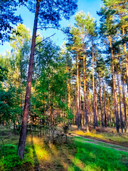 Obraz premium Wild forest at sunny day.