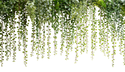Lush, hanging greenery cascades