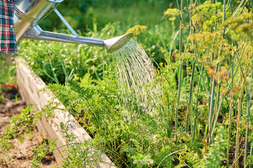 Watering garden with herbs vegetables in high wooden bed with watering can