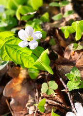 Little flowers and clover plants in forest.