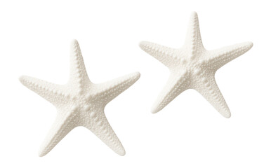Two white starfish with textured surfaces arranged closely on transparent background.