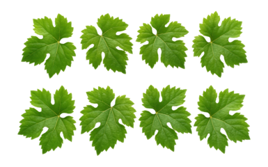 Eight green grape leaves arranged in two rows, showcasing their distinct shape and vibrant color on transparent background.