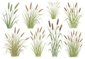 Fototapeta premium A watercolor illustration of various cattails and reeds isolated on white background