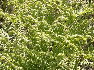 Close up of green leaves of green fern.