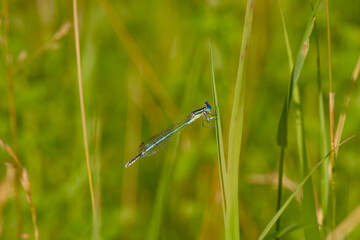 male white-legged damselfly (blue featherleg) perching on plant