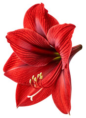 the red amarilis beautiful flower