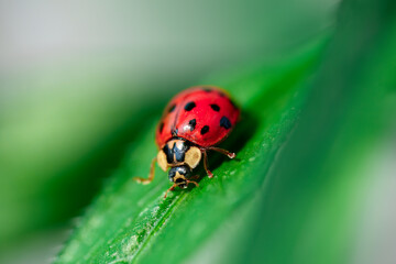 Ladybug on Green Leaf - Macro Close-Up Insect Photography
