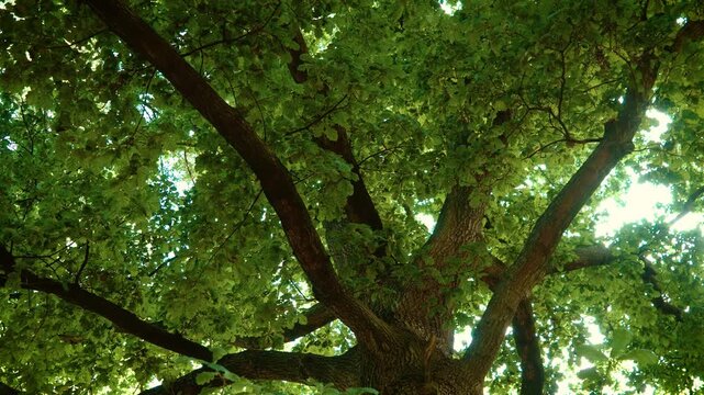 Towering oak branches filled with green leaves in city park in United Kingdom. Sunlight shining through thick foliage in public park. Strong tree limbs supporting vibrant summer canopy