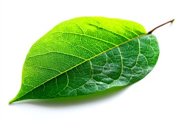 Obraz premium Leaf displaying intricate textures and vibrant colors in bright light