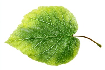 Obraz premium Detailed view of a green leaf showcasing its intricate veins and vibrant coloration in a natural setting