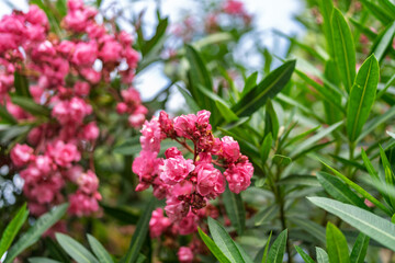 Vibrant Pink Blossoms of Oleander Flowers Amidst Lush Green Foliage in Summertime