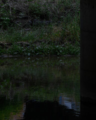 dark river