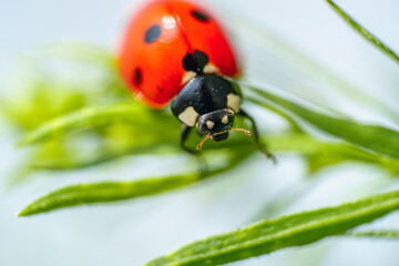 Close-up of Ladybug on Green Grass Blade with Soft Background