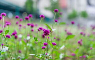 Gomphrena globosa, globe amaranth flower blooming in park