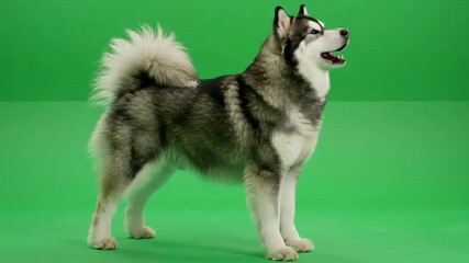 Beautiful Alaskan Malamute dog footage on green screen background studio - Powered by Adobe