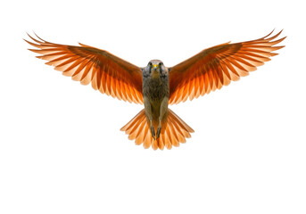 Obraz premium Eagle flying with wings spread isolated on transparent background