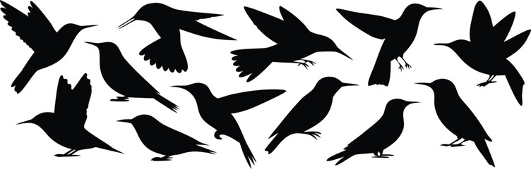 Black Silhouette Illustration Featuring Various Bird Species, Including Hummingbirds, Sparrows, and Other Songbirds