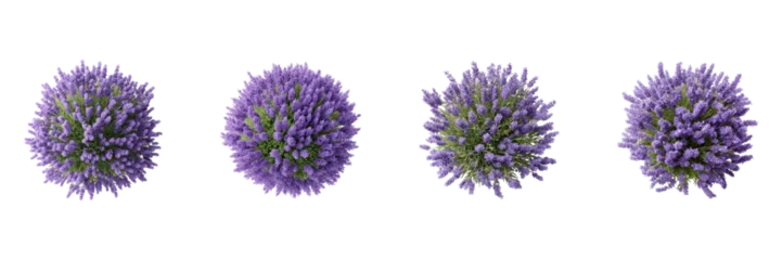 Fototapete Krankenhaus Lavender Flower Top View Set. Aromatherapy And Natural Beauty Collection Isolated On Transparent Background  © pibi37.studio