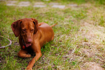 Hungarian vizsla relaxing on green grass in a sunny outdoor garden during a warm afternoon