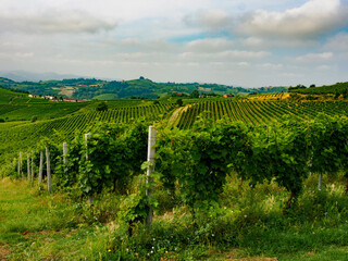 Obraz premium Vineyards in Monferrato near Alice Bel Colle, Asti province, Italy