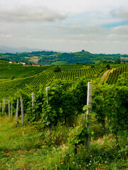 Fototapeta premium Vineyards in Monferrato near Alice Bel Colle, Asti province, Italy