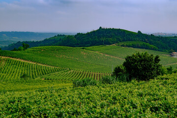 Vineyards in Monferrato near Alice Bel Colle, Asti province, Italy