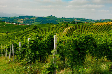 Vineyards in Monferrato near Alice Bel Colle, Asti province, Italy