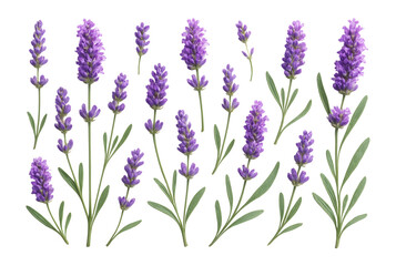 Obraz premium A collection of vibrant purple lavender flowers with green stems and leaves on transparent background.