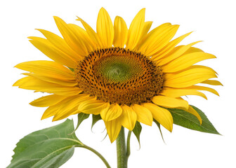 Obraz premium Sunflower isolated on a transparent background.