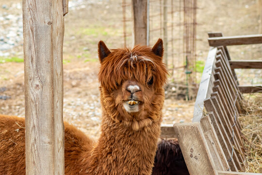Close-up of young fluffy alpaca standing near wooden post in a rustic outdoor pen