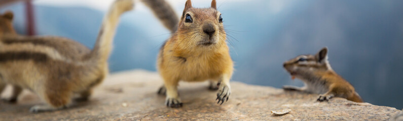 Chipmunk