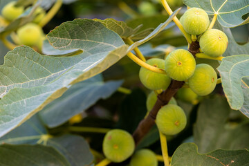 Fototapeta premium Fresh figs ripen in July and August.